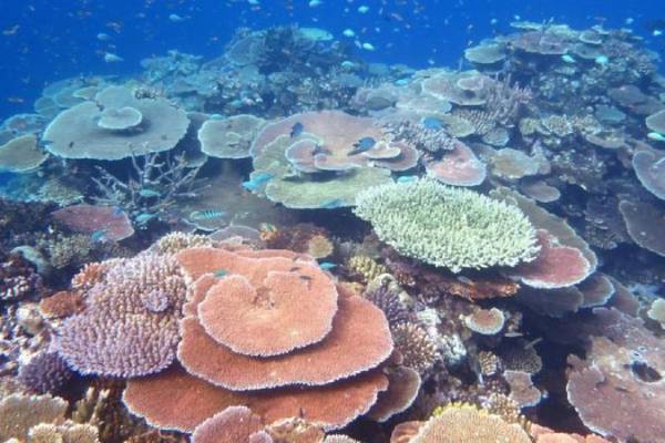 Coral reefs show signs of recovery in protected areas