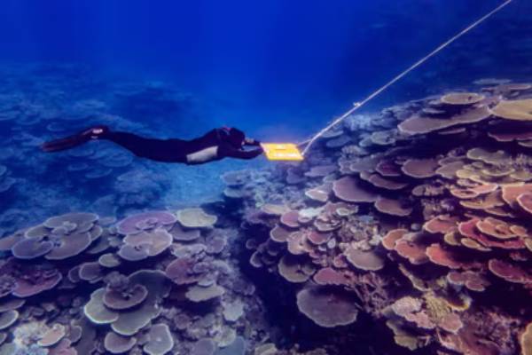 Coral reefs show signs of recovery in protected areas