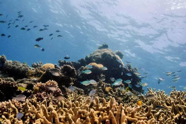 Coral reefs show signs of recovery in protected areas